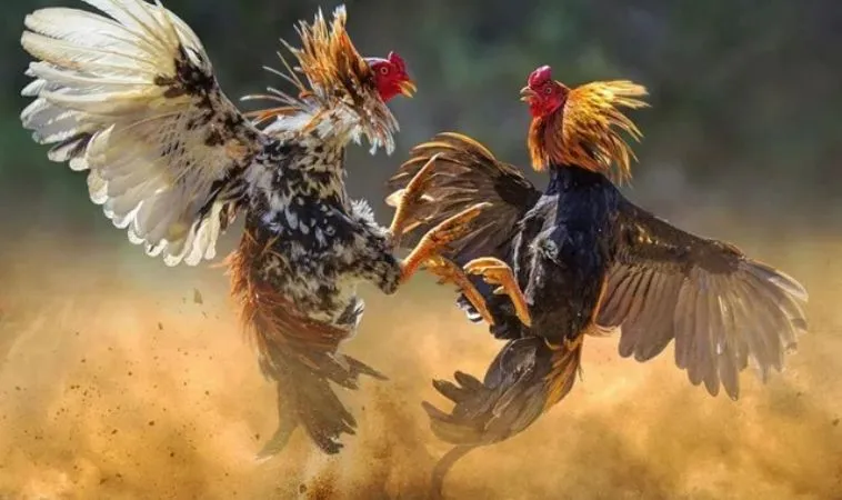 Sảnh đá gà V999 hội tụ các chiến kê dũng mãnh