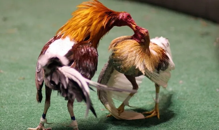 Chinh Phục Sàn Đấu Đá Gà WS168 V999 Bí Kíp Bất Bại Cho Kê Thủ 1 Đá Gà WS168 V999