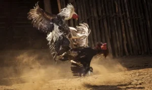 Đá Gà Sabong V999