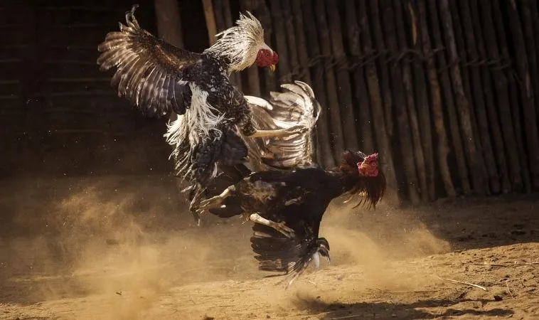 Chinh Phục Đấu Trường Đá Gà Sabong V999 Đẳng Cấp 1 Đá Gà Sabong V999