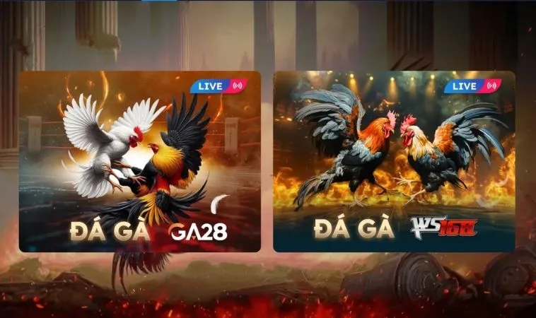 Nhà cái V999 hợp tác với nhiều sảnh đá gà uy tín, chất lượng